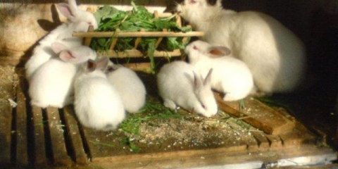 Da li je moguće davati maslačak zečevima, u kom obliku i u kojim količinama